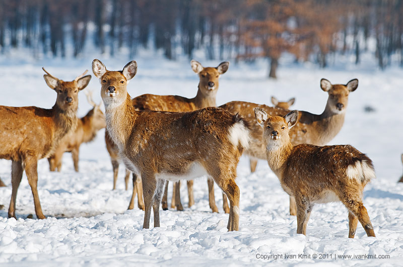 Deer farm in Iza village (photo by Ivan Kmit)
