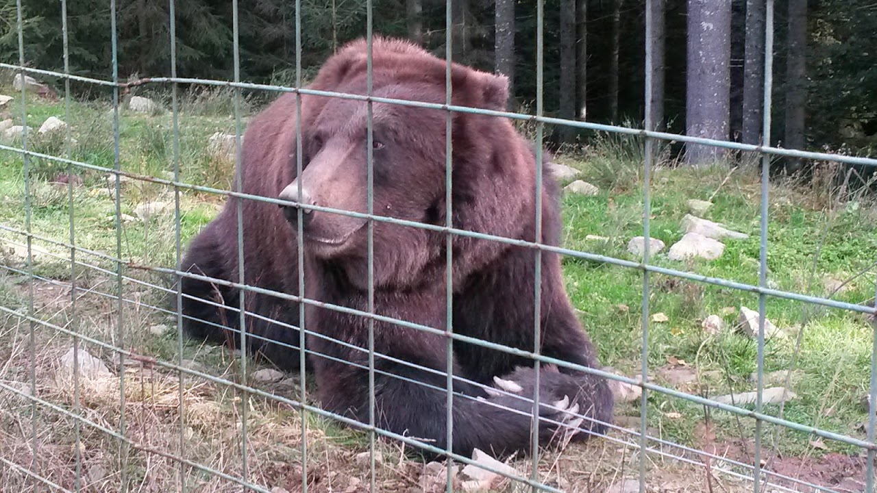 Реабилитационный центр Бурого медведя