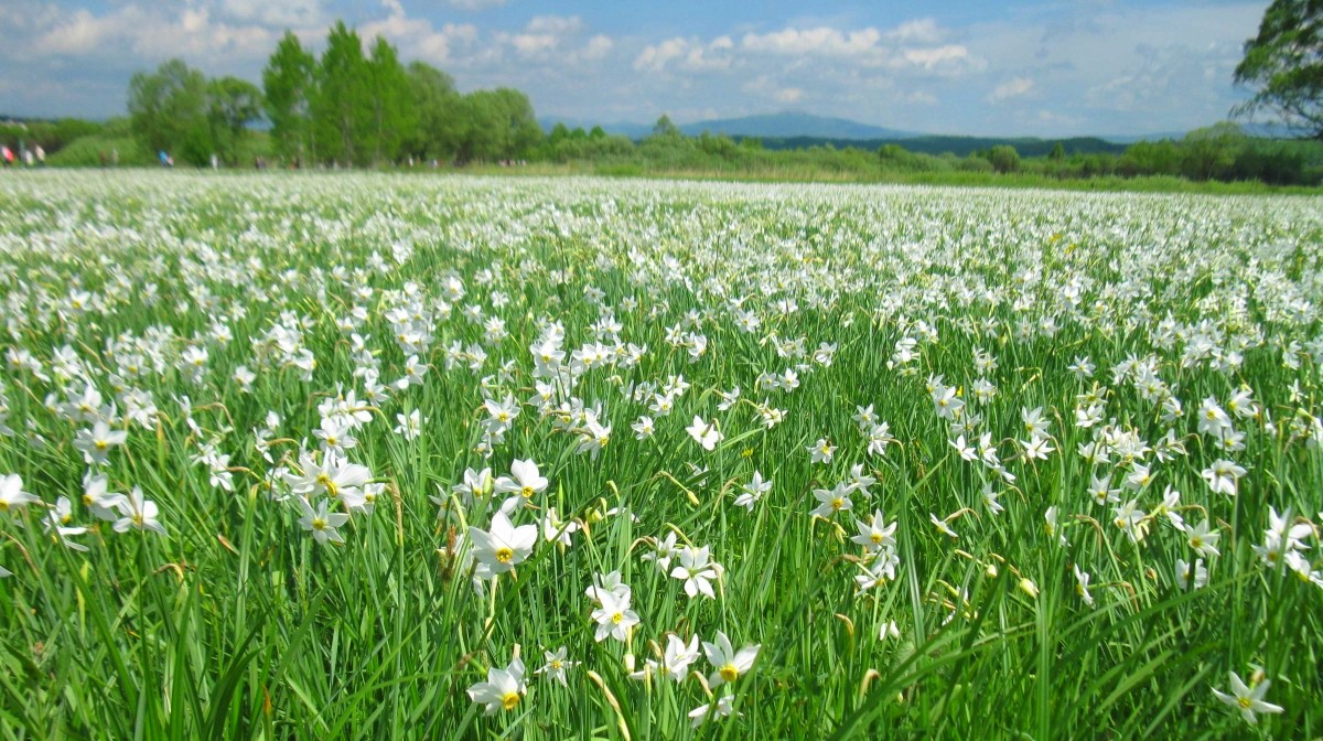 Долина нарциссов в закарпатье фото