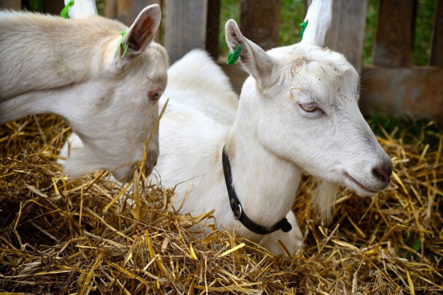 Еко-ферма “Веселі козенята”