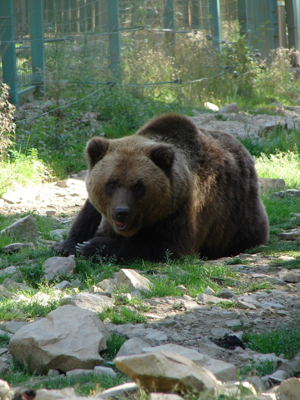 Реабілітаційний центр бурого Карпатського ведмедя