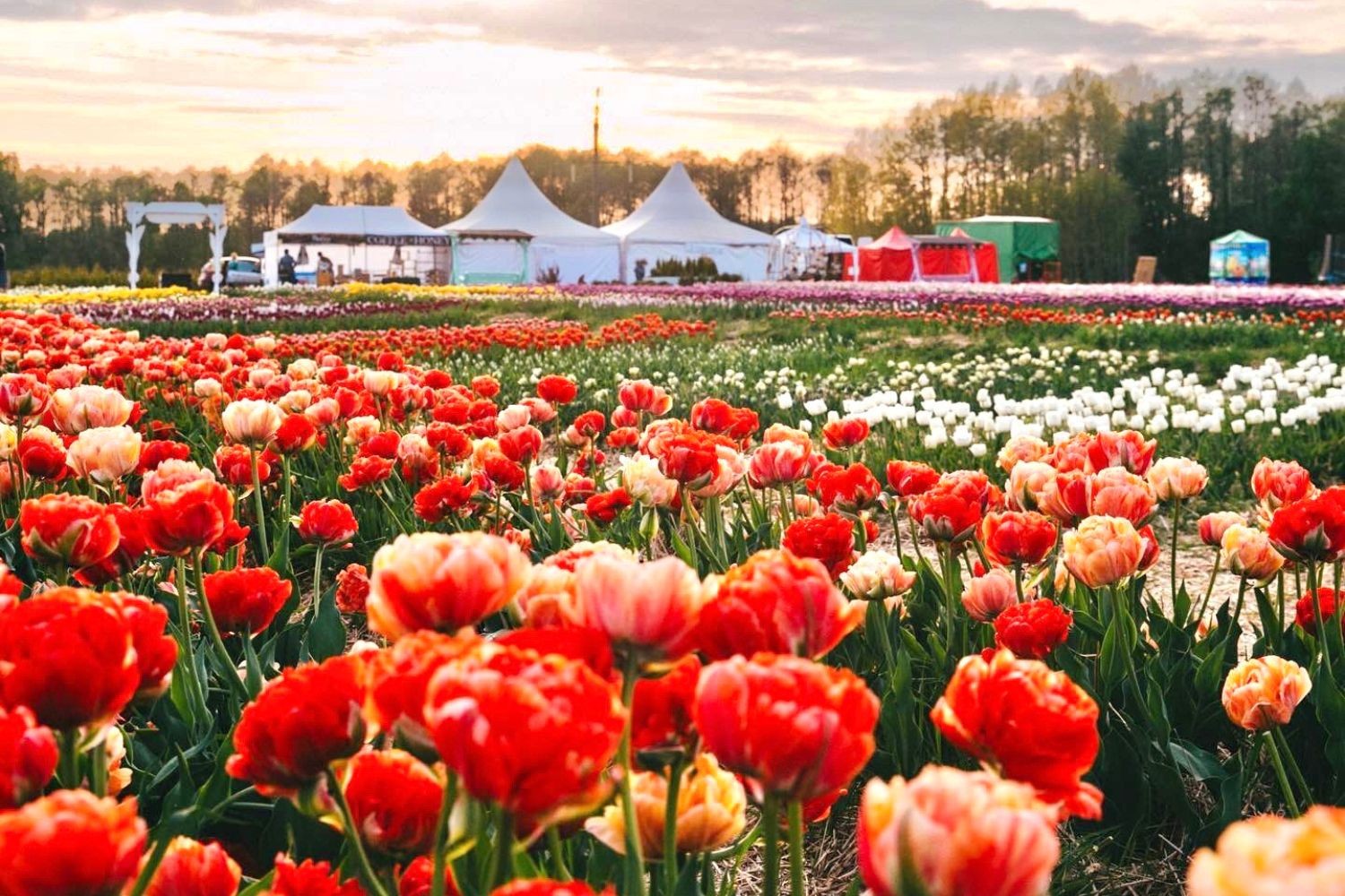 Волинська Голландія: Луцьк + долина тюльпанів