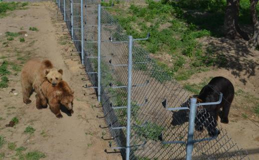 Ecological tour to Roztocze hills and bear rehabilitation center