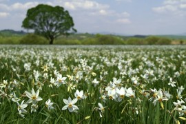 Valley of Daffodils and 7 pearls of the Transcarpathia region
