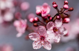Закарпаття в цвіті сакури