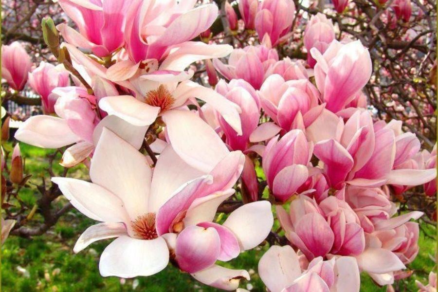 Through the Vikno to Medobory + magnolia flowering