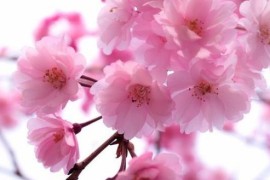 Відпочинок у Закарпатті + цвітіння сакури