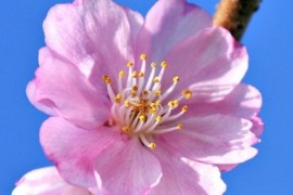 10 изюминок Закарпатья + цветение сакуры